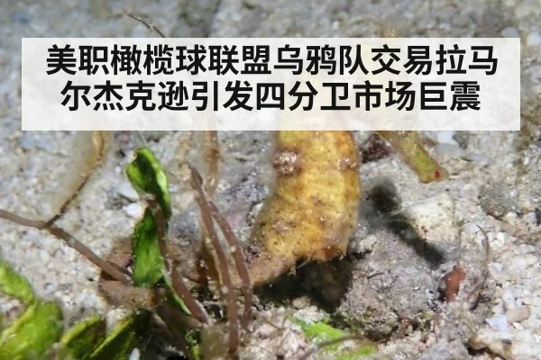 美职橄榄球联盟乌鸦队交易拉马尔杰克逊引发四分卫市场巨震